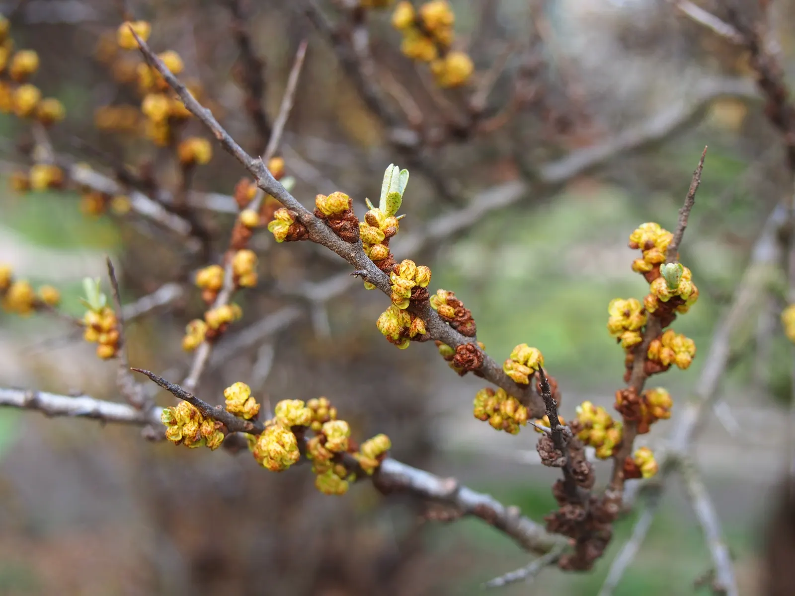Sea Buckthorn (Hippophae Rhamnoides) — Sea Buckthorn offers a striking silver-green accent to the landscape; both male and female plants are required for fruit