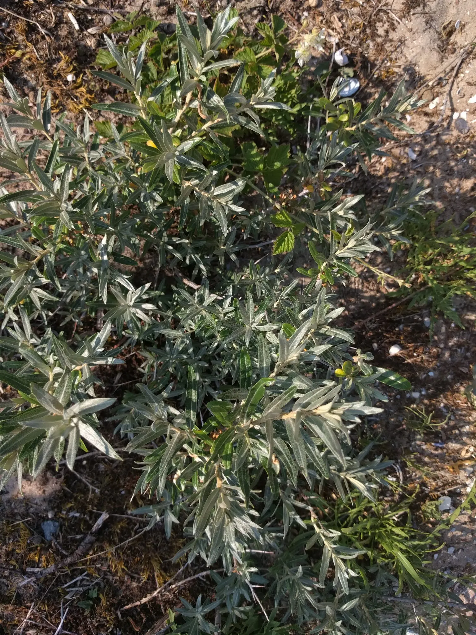 Sea Buckthorn (Hippophae Rhamnoides) — When integrating Sea Buckthorn into the landscape; this unique plant commands a sunny spot with well-drained