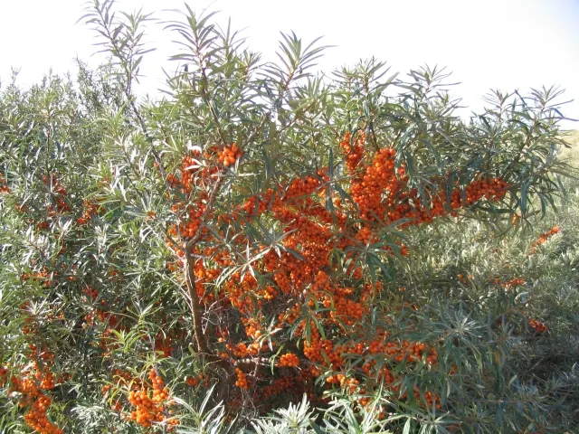 Sea Buckthorn (Hippophae Rhamnoides) — With a mature height ranging from 6 to 12 feet and a spread of 6 to 8 feet