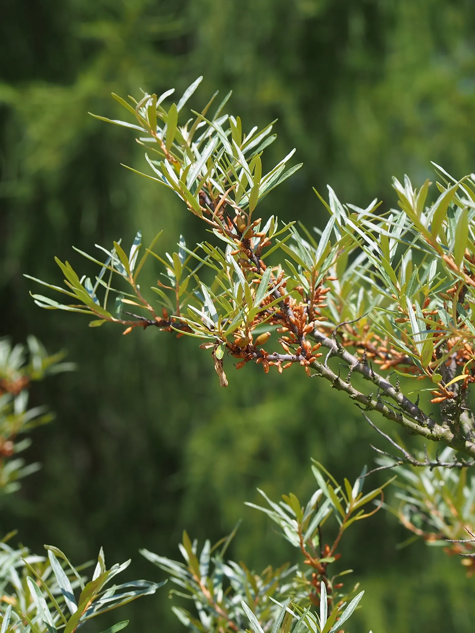 Sea Buckthorn (Hippophae Rhamnoides) — Its extensive root system aids in erosion control; making it an ideal candidate for coastal settings, image 64