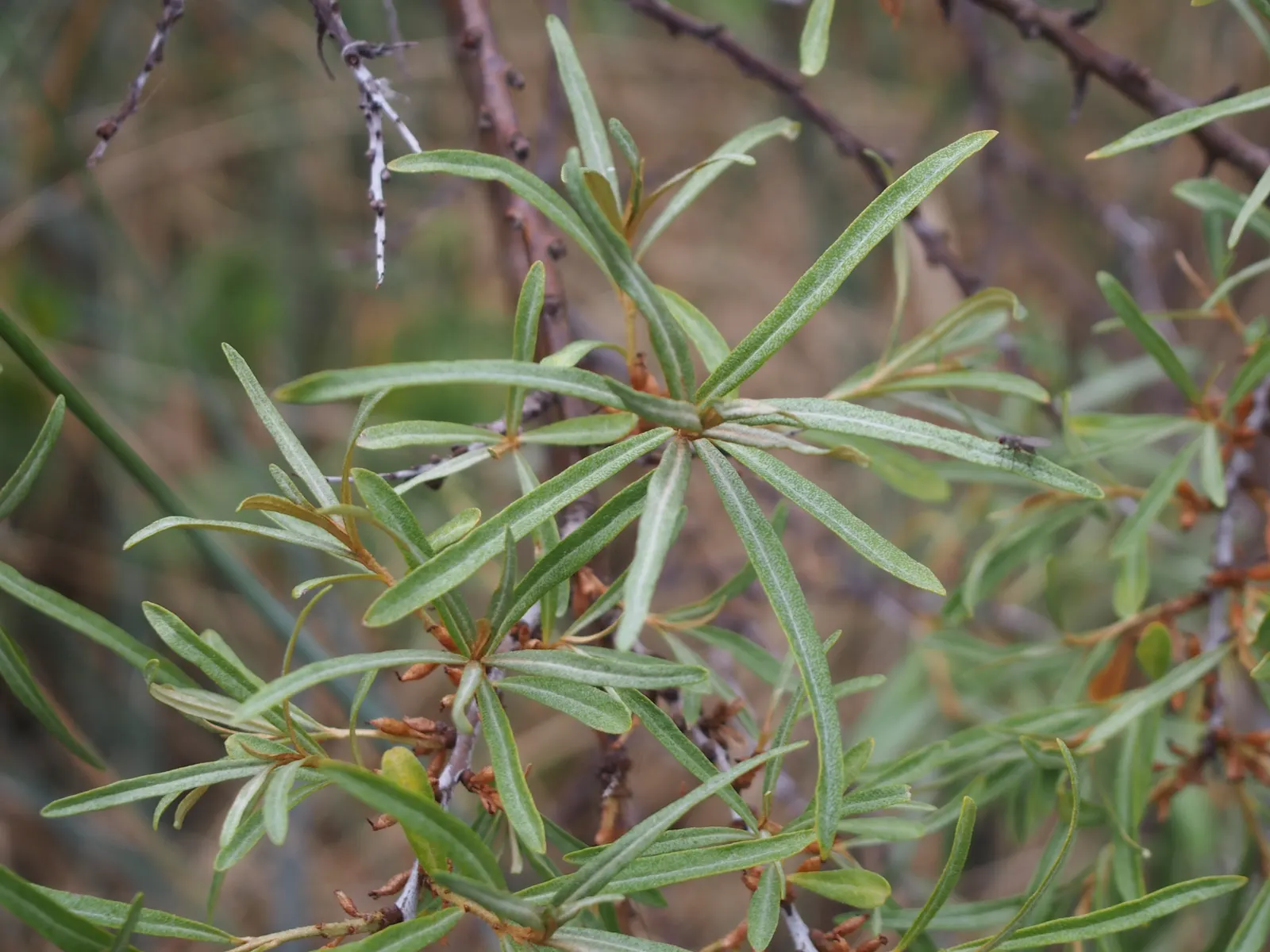 Sea Buckthorn (Hippophae Rhamnoides) — Ideal for windbreaks or ornamental use in coastal and dry landscapes; slightly acidic to neutral soil