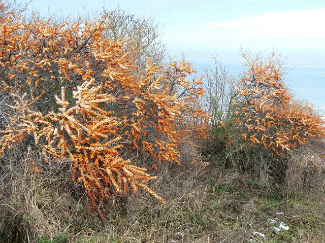 Sea Buckthorn (Hippophae Rhamnoides) — this hardy shrub can improve the fertility of surrounding ground