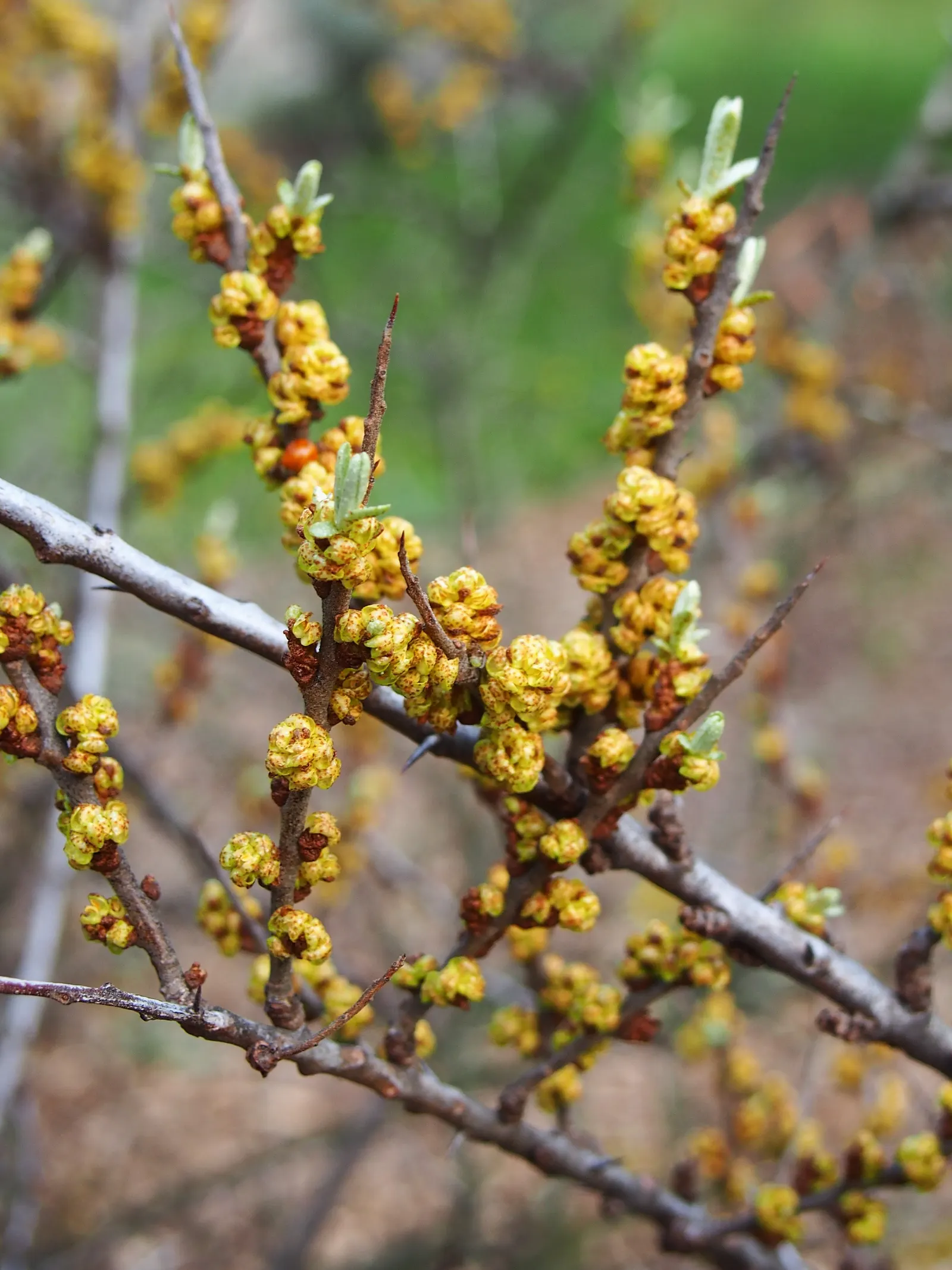 Sea Buckthorn (Hippophae Rhamnoides) — Thriving in USDA hardiness zones 3 through 8
