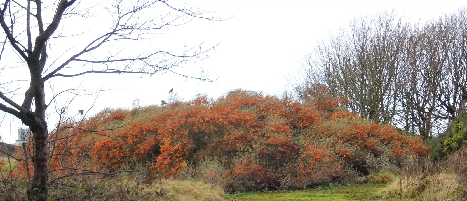 Sea Buckthorn (Hippophae Rhamnoides) — Regular pruning can maintain its shape and encourage fruiting