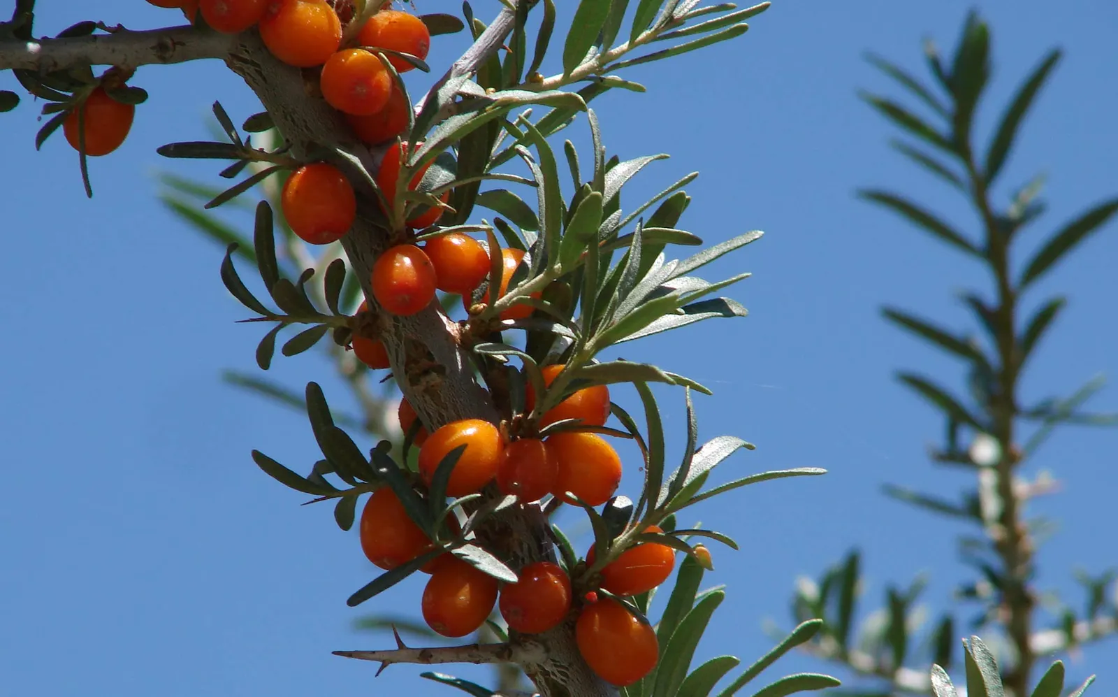 Sea Buckthorn (Hippophae Rhamnoides) — this unique plant commands a sunny spot with well-drained