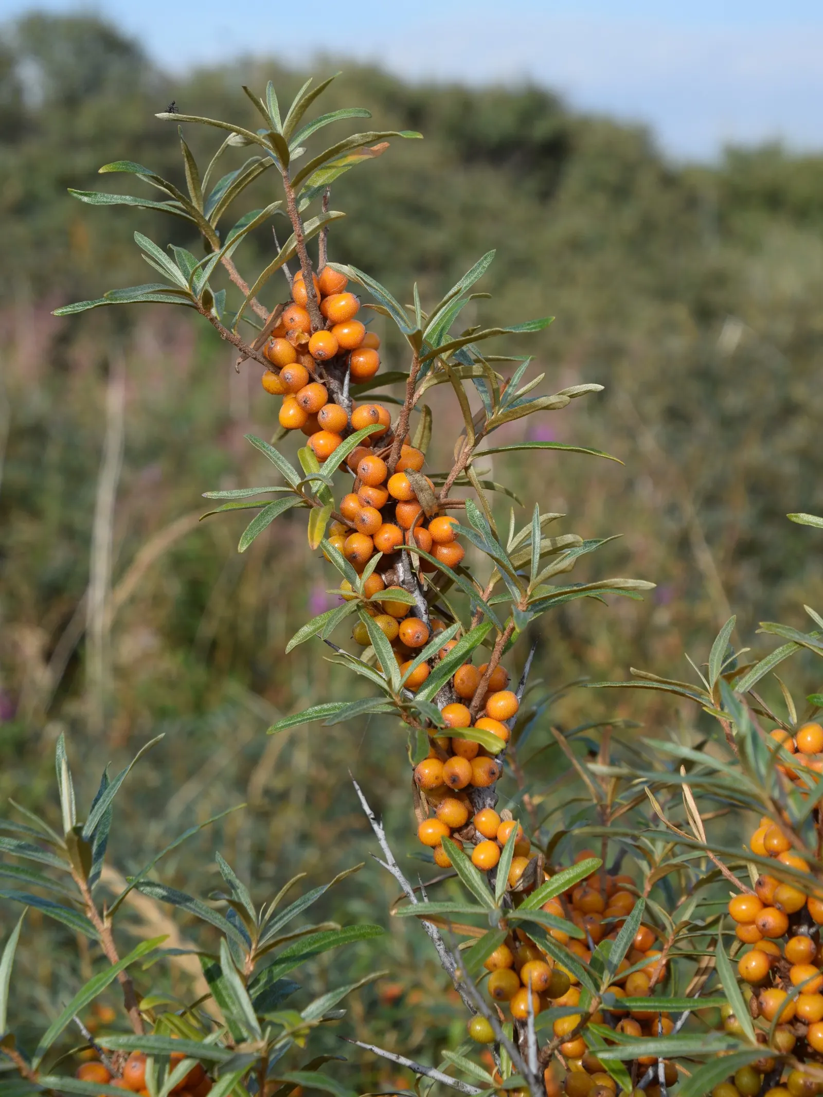 Sea Buckthorn (Hippophae Rhamnoides) — With a mature height ranging from 6 to 12 feet and a spread of 6 to 8 feet; thriving in USDA hardiness zones 3 through 8