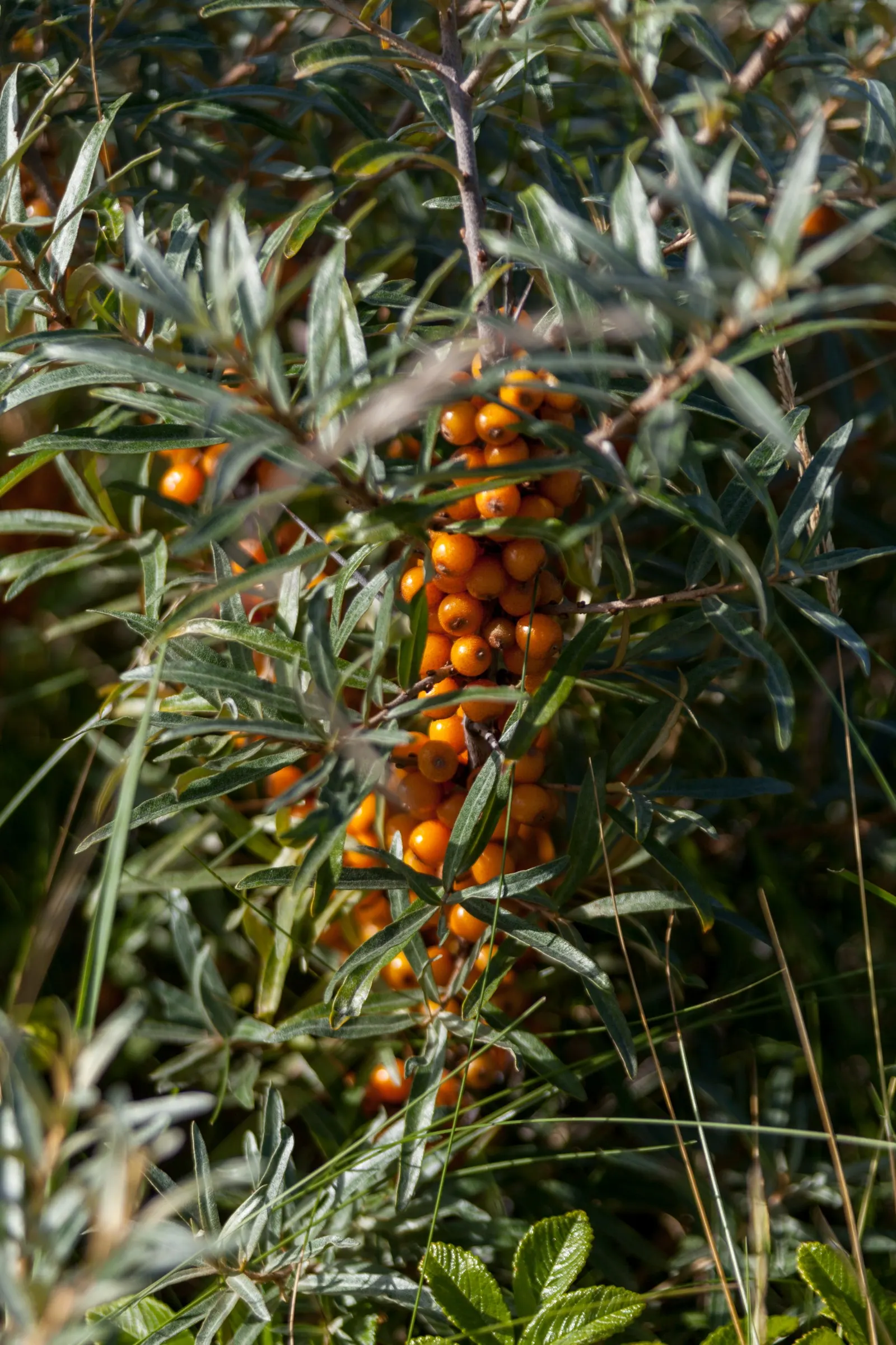 Sea Buckthorn (Hippophae Rhamnoides) — it is imperative to provide ample space for its thorny