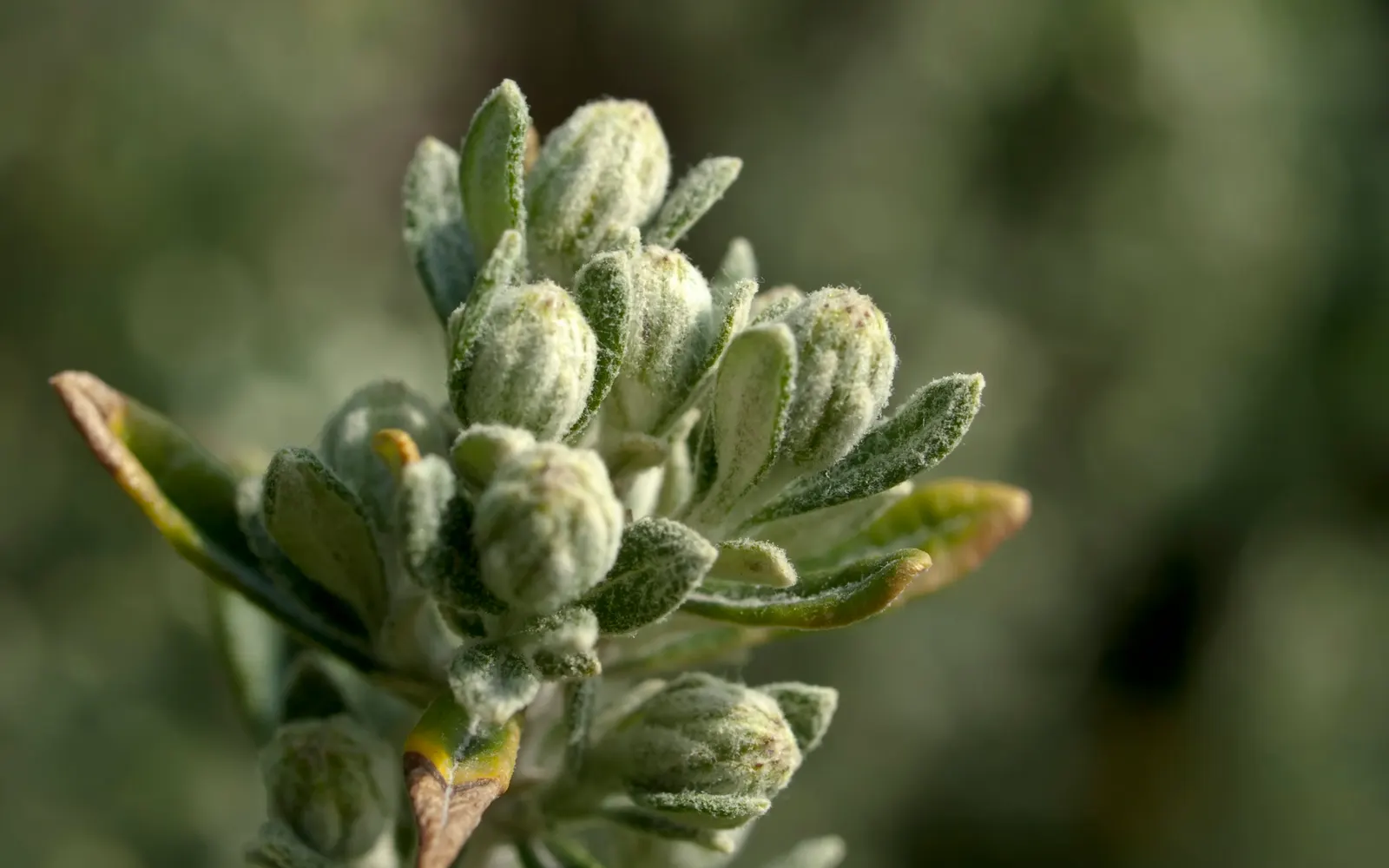 Sea Buckthorn (Hippophae Rhamnoides) — while also adding a blaze of color that attracts birds and other wildlife; with a mature height ranging from 6 to 12