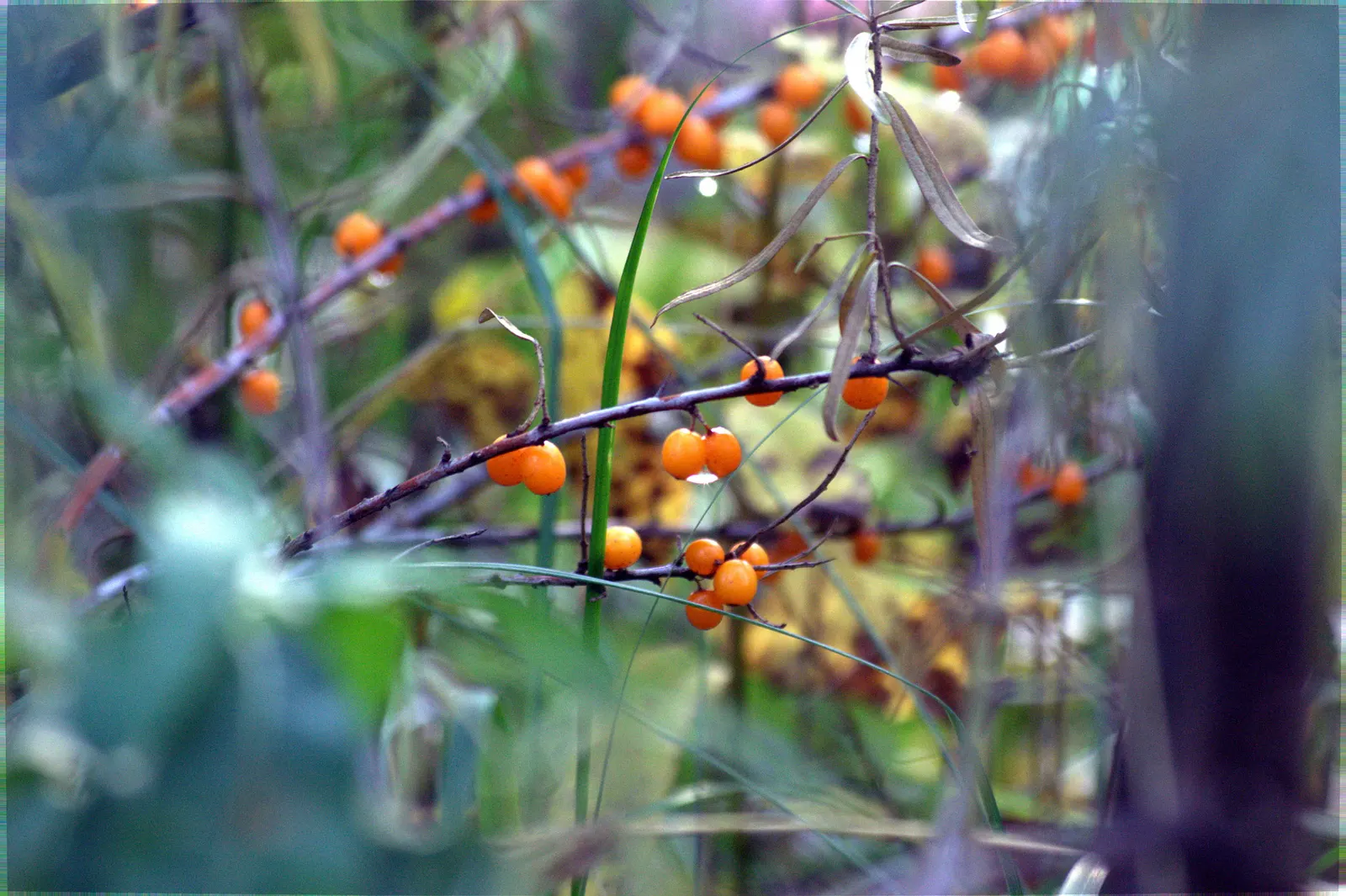 Sea Buckthorn (Hippophae Rhamnoides) — slightly acidic to neutral soil