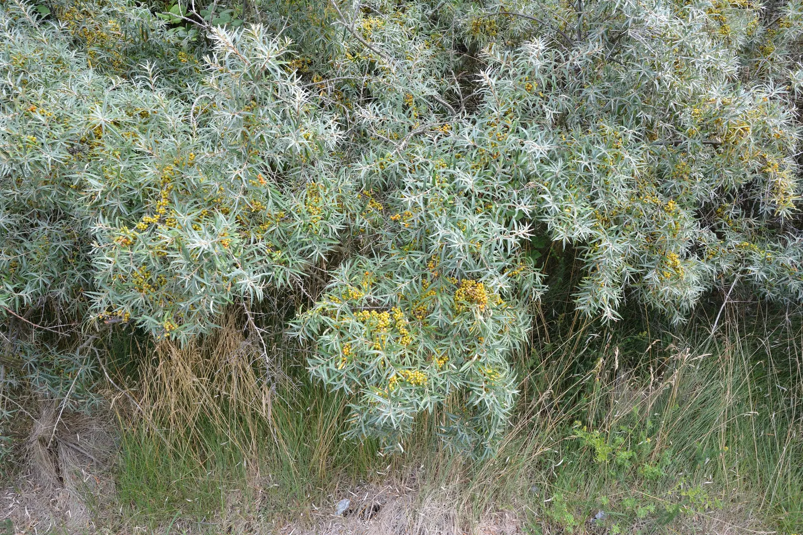 Sea Buckthorn (Hippophae Rhamnoides) — The berries must be harvested with care due to the thorns.<br><br>Capable of fixing nitrogen in the soil
