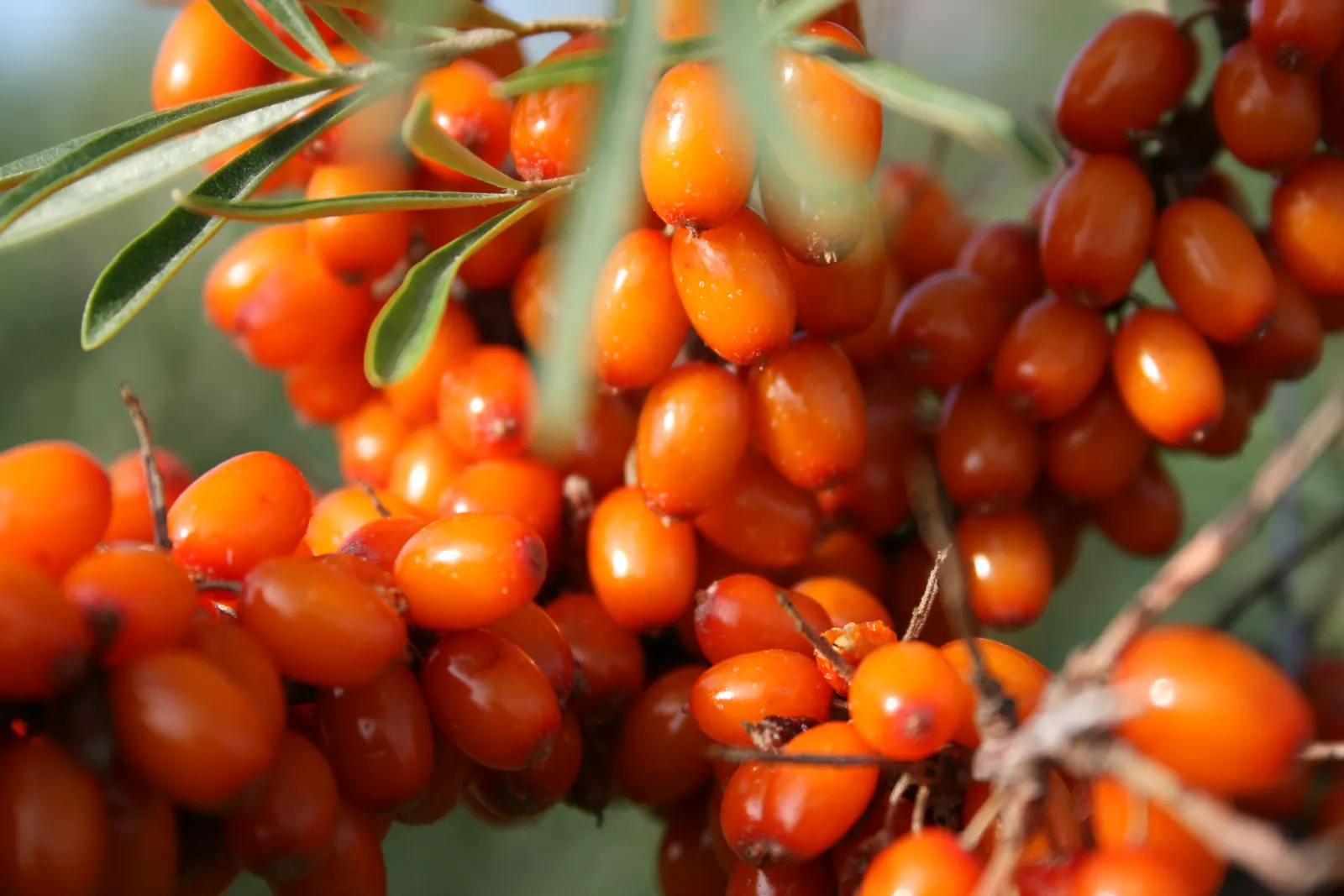 Sea Buckthorn (Hippophae Rhamnoides) — high-vitamin C berries that are widely praised for their health benefits; it thrives in full sun and well-drained soils