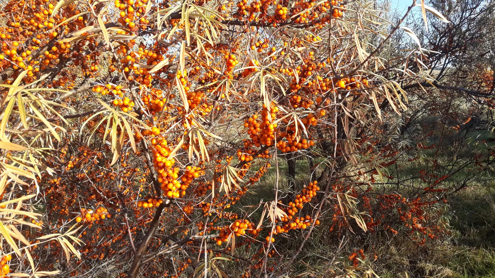 Sea Buckthorn (Hippophae Rhamnoides) — it is crucial to have both sexes present within pollination proximity.<br><br>From late summer into fall; while also