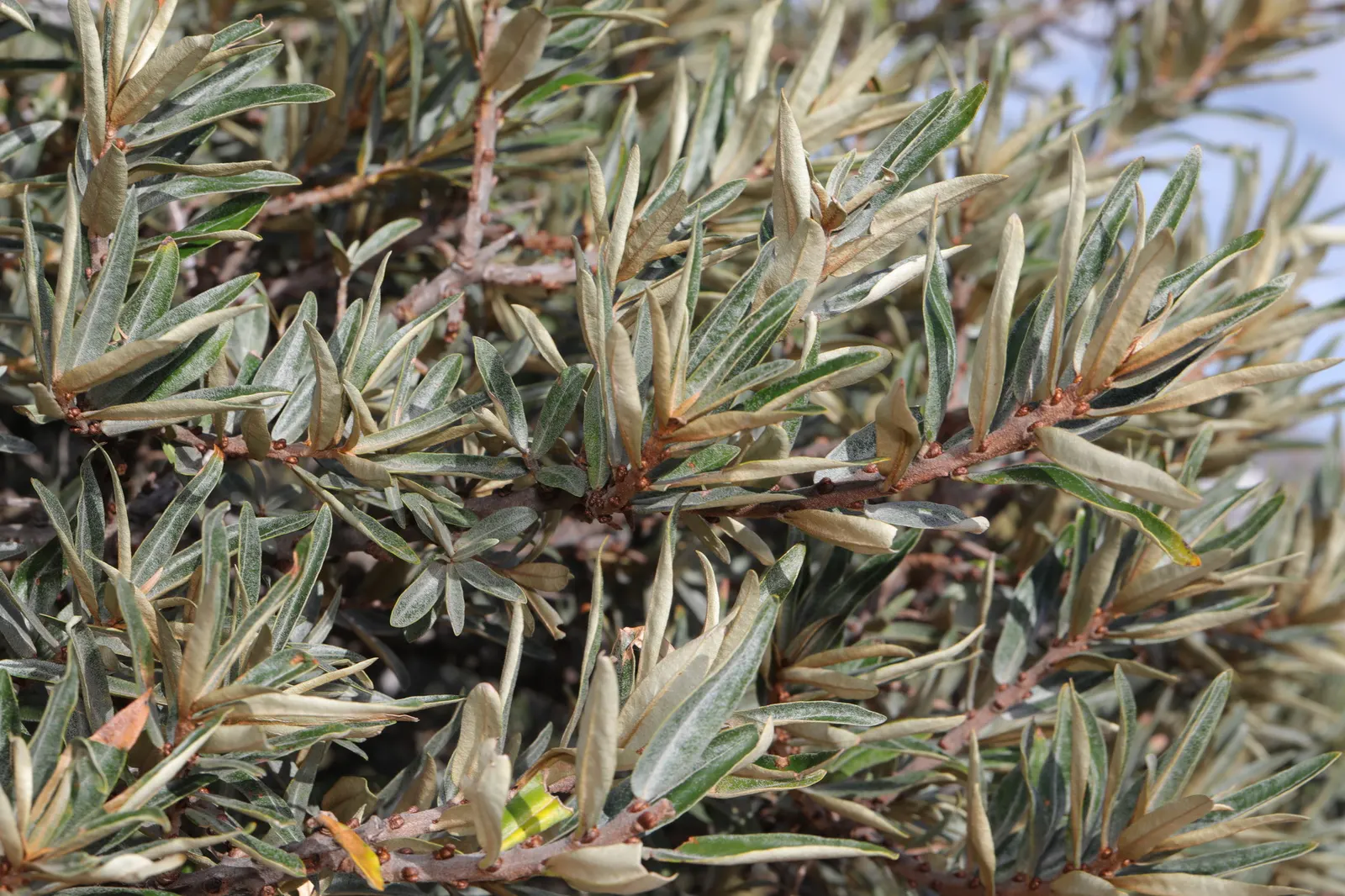 Sea Buckthorn (Hippophae Rhamnoides) — spreading branches.<br><br>Featuring narrow