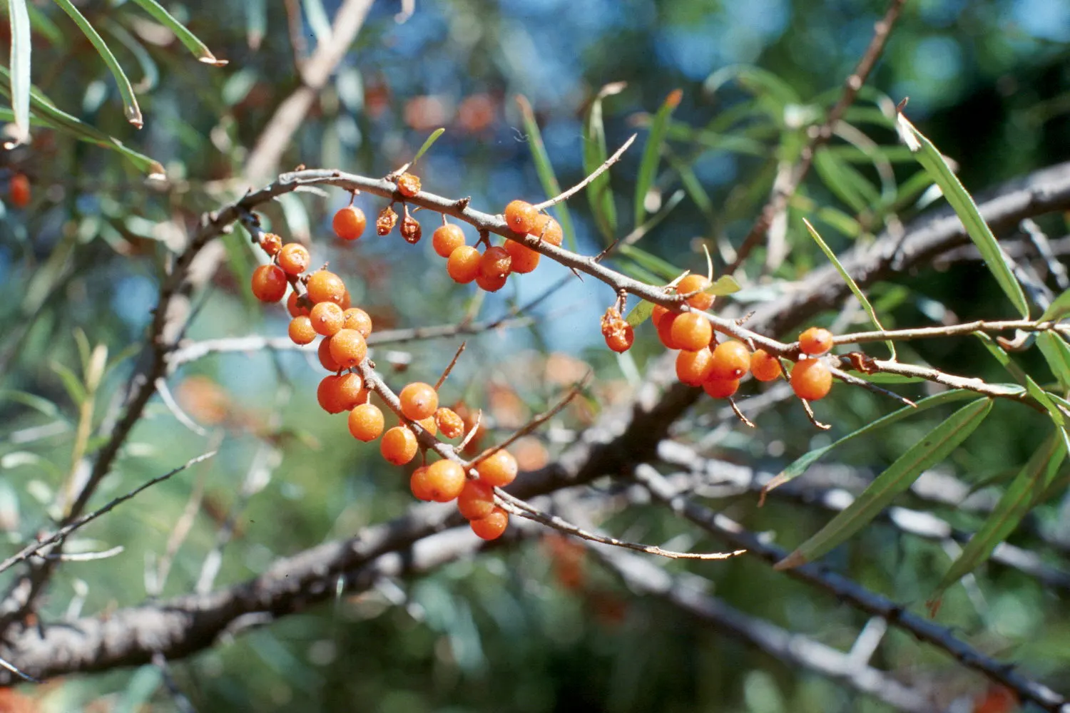 Sea Buckthorn (Hippophae Rhamnoides) — it thrives in full sun and well-drained soils