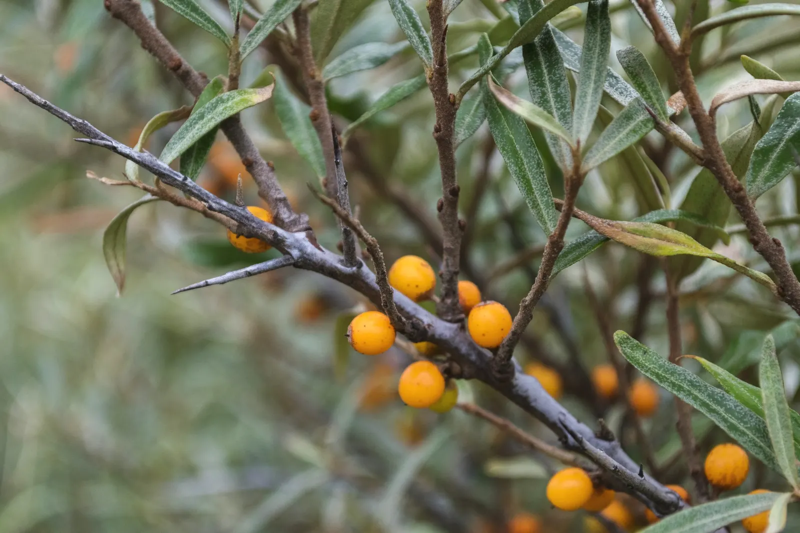 Sea Buckthorn (Hippophae Rhamnoides) — this unique plant commands a sunny spot with well-drained; when integrating Sea Buckthorn into the landscape, image 68