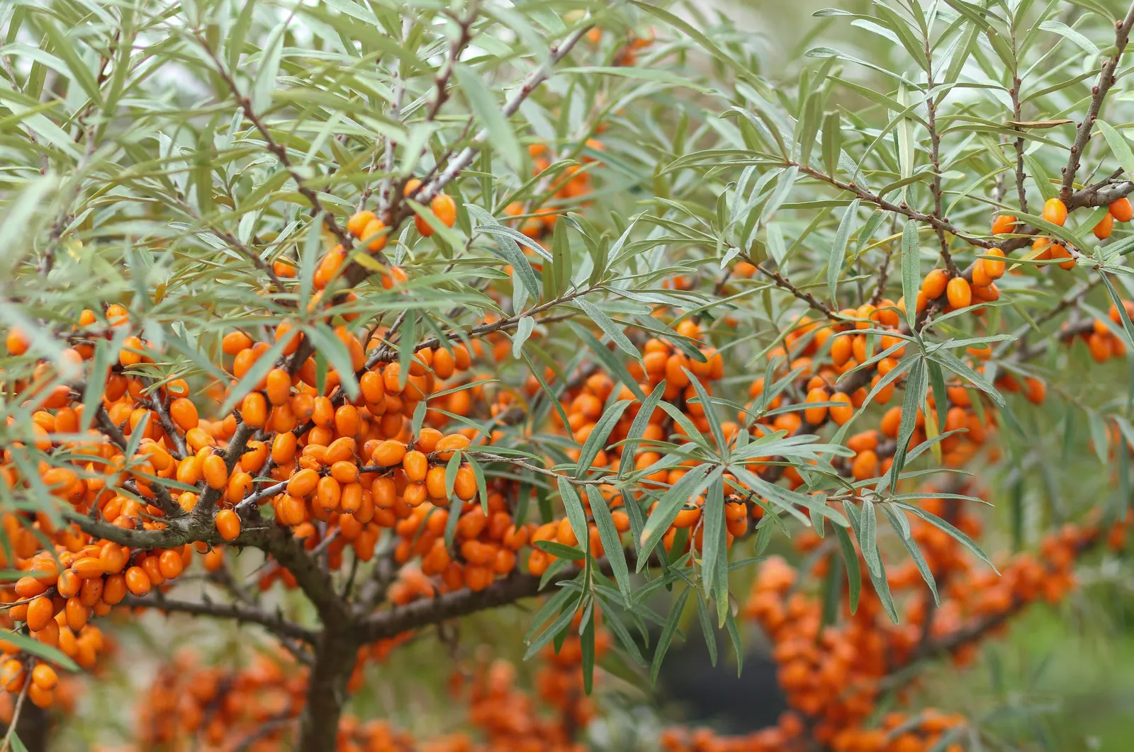 Sea Buckthorn (Hippophae Rhamnoides) — shrub for full or half or shade
