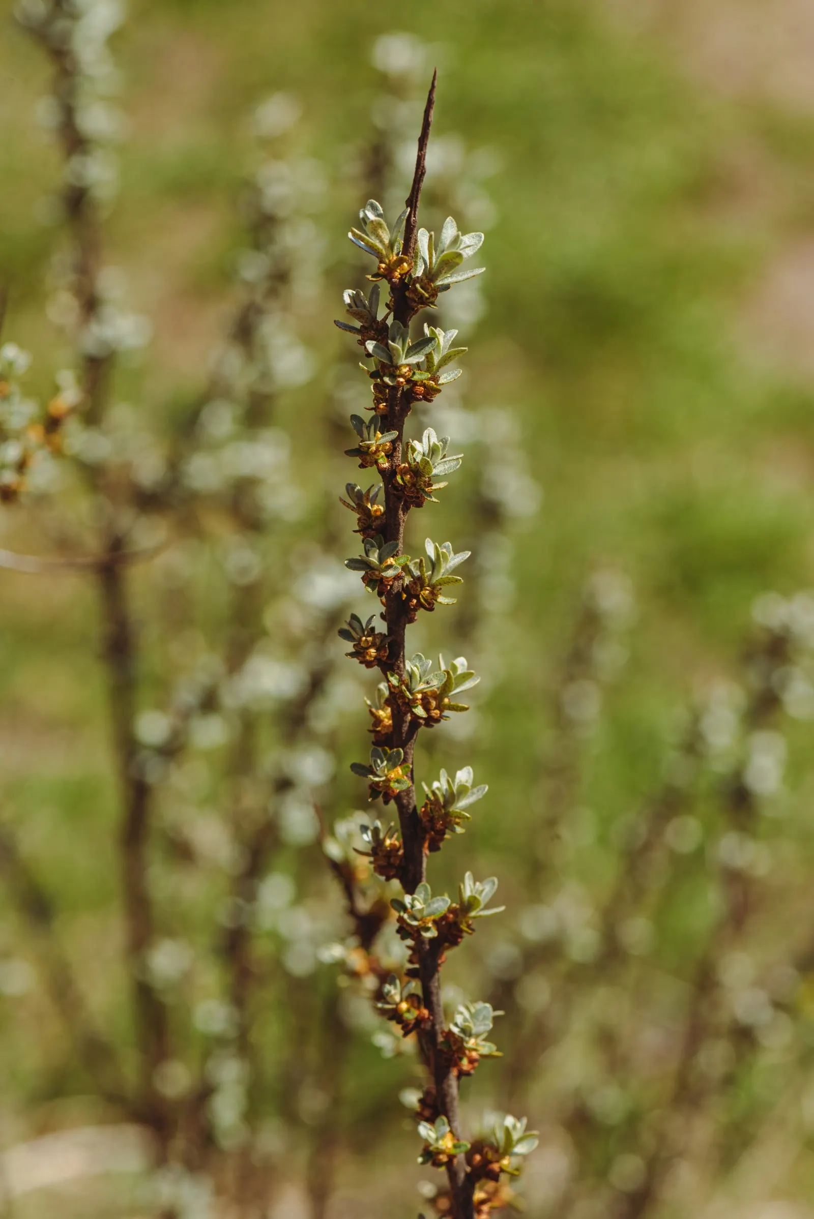 Sea Buckthorn (Hippophae Rhamnoides) — Ideal for windbreaks or ornamental use in coastal and dry landscapes; slightly acidic to neutral soil, image 66
