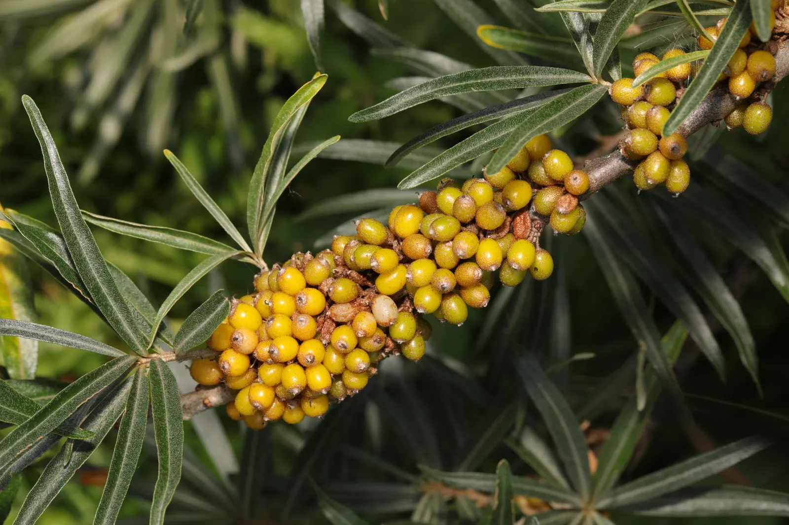 Sea Buckthorn (Hippophae Rhamnoides) — shrub for full or half or shade; for anyone seeking a robust and beneficial addition to their garden, Sea Buckthorn is