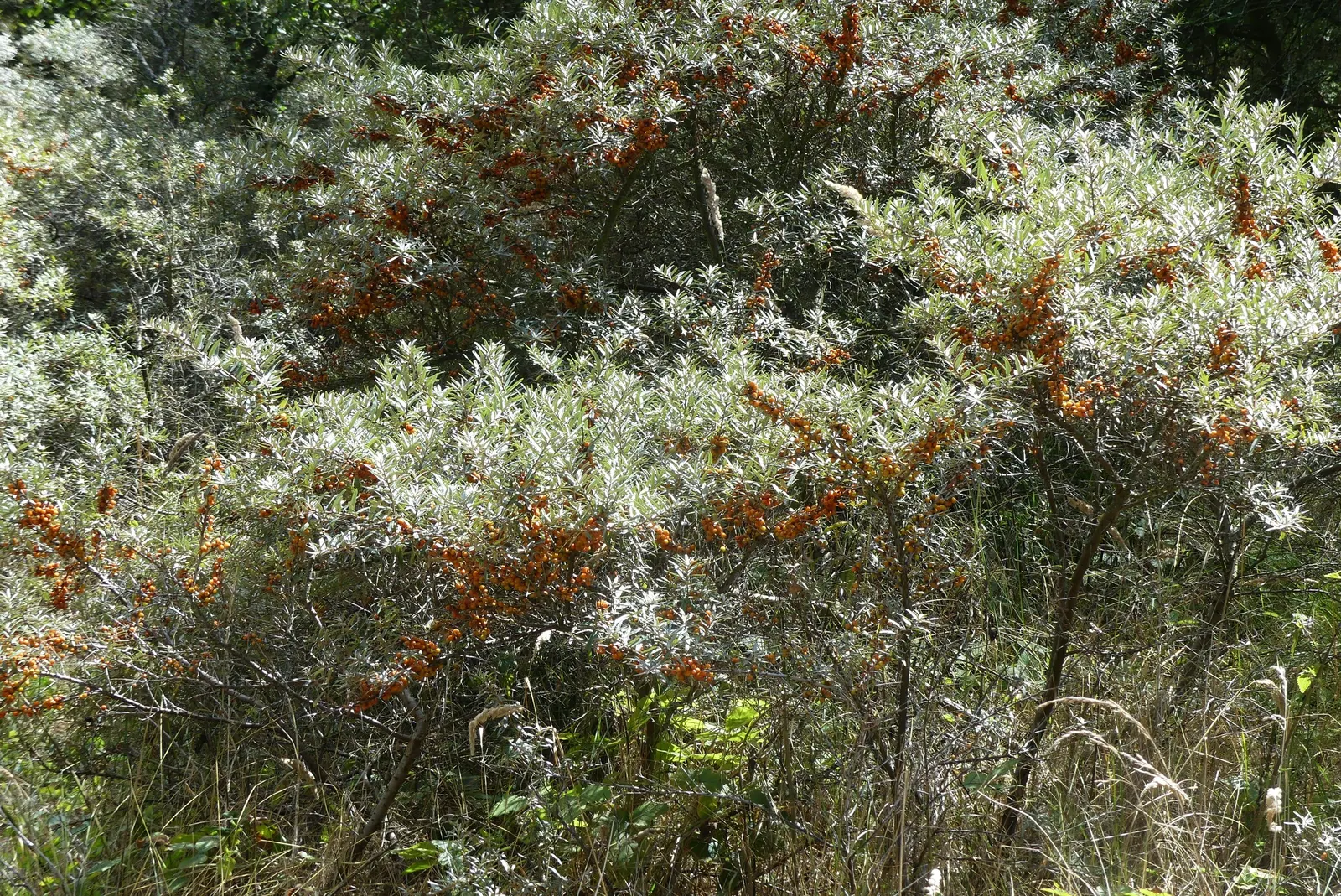 Sea Buckthorn (Hippophae Rhamnoides) — For anyone seeking a robust and beneficial addition to their garden, Sea Buckthorn is an excellent choice; ideal for