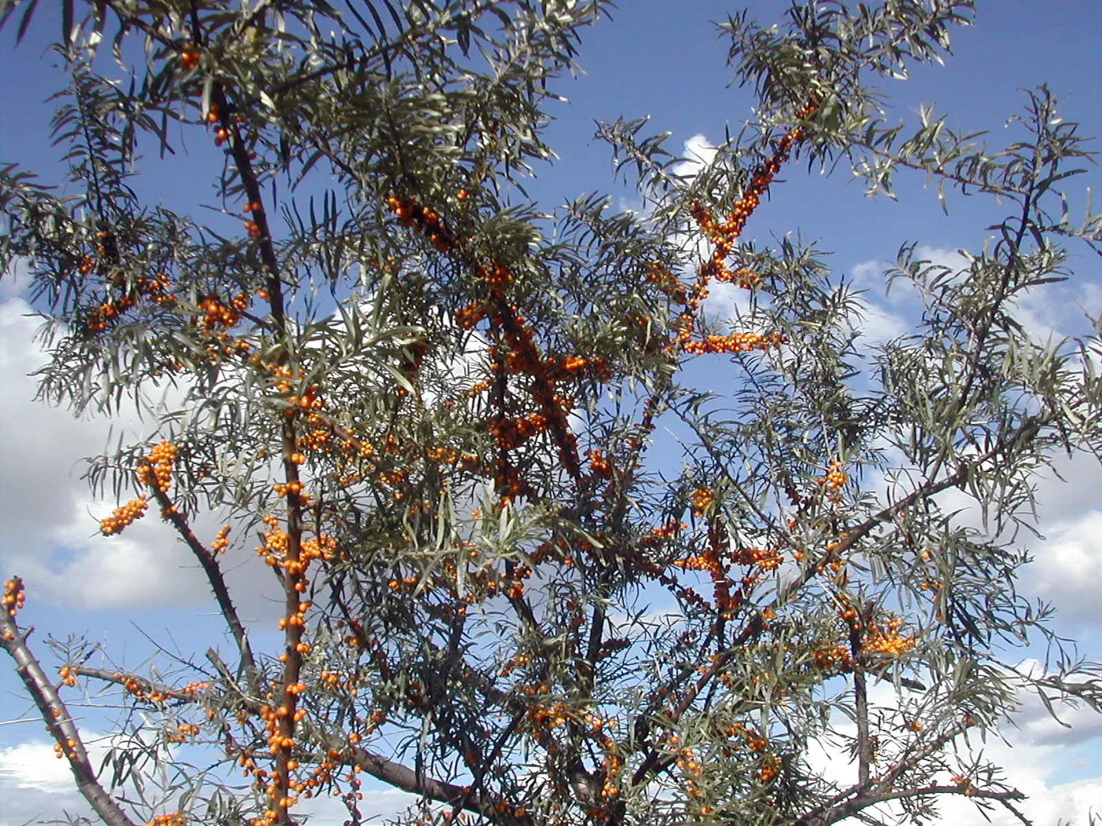 Sea Buckthorn (Hippophae Rhamnoides) — it is crucial to have both sexes present within pollination proximity.<br><br>From late summer into fall