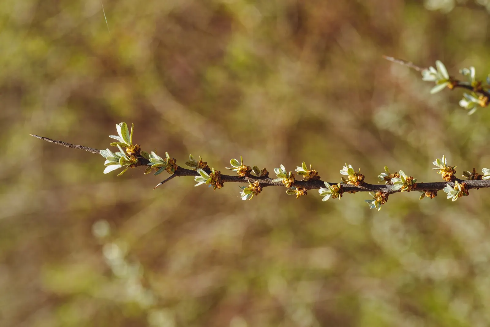 Sea Buckthorn (Hippophae Rhamnoides) — silvery-green leaves that reach up to 3 inches in length