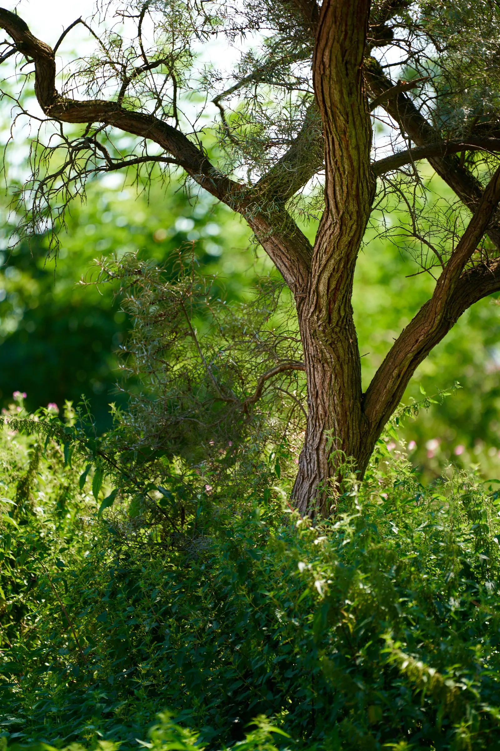 Sea Buckthorn (Hippophae Rhamnoides) — it thrives in full sun and well-drained soils; high-vitamin C berries that are widely praised for their health benefits