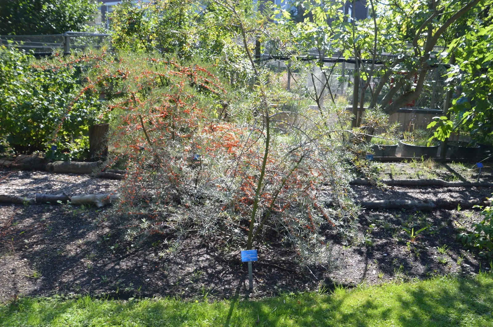 Sea Buckthorn (Hippophae Rhamnoides) — green and yellow flowers in the garden