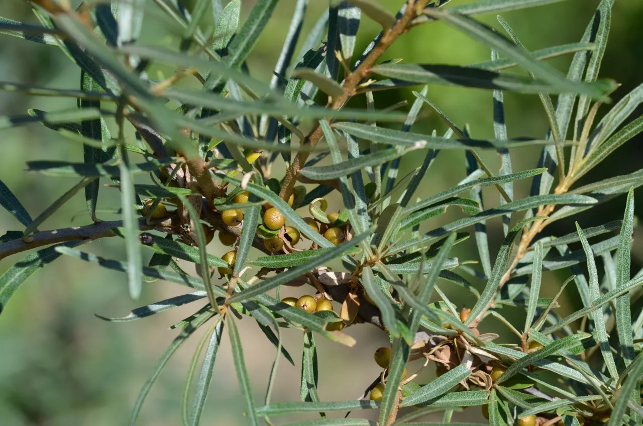Sea Buckthorn (Hippophae Rhamnoides) — silvery-green leaves that reach up to 3 inches in length; green and yellow flowers in the garden
