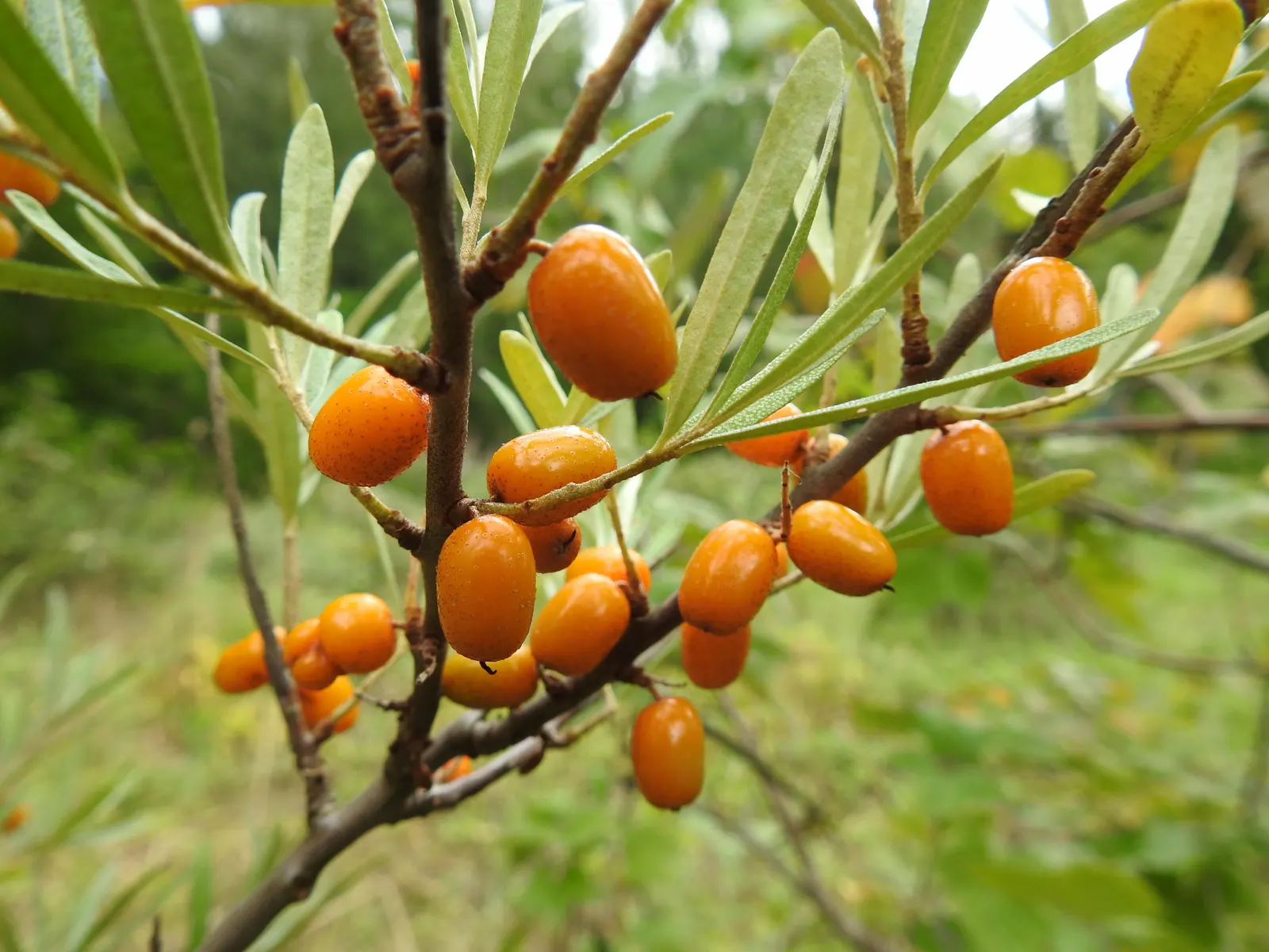 Sea Buckthorn (Hippophae Rhamnoides) — Renowned for its vibrant orange berries and silvery-green foliage; it is imperative to provide ample space, image 62