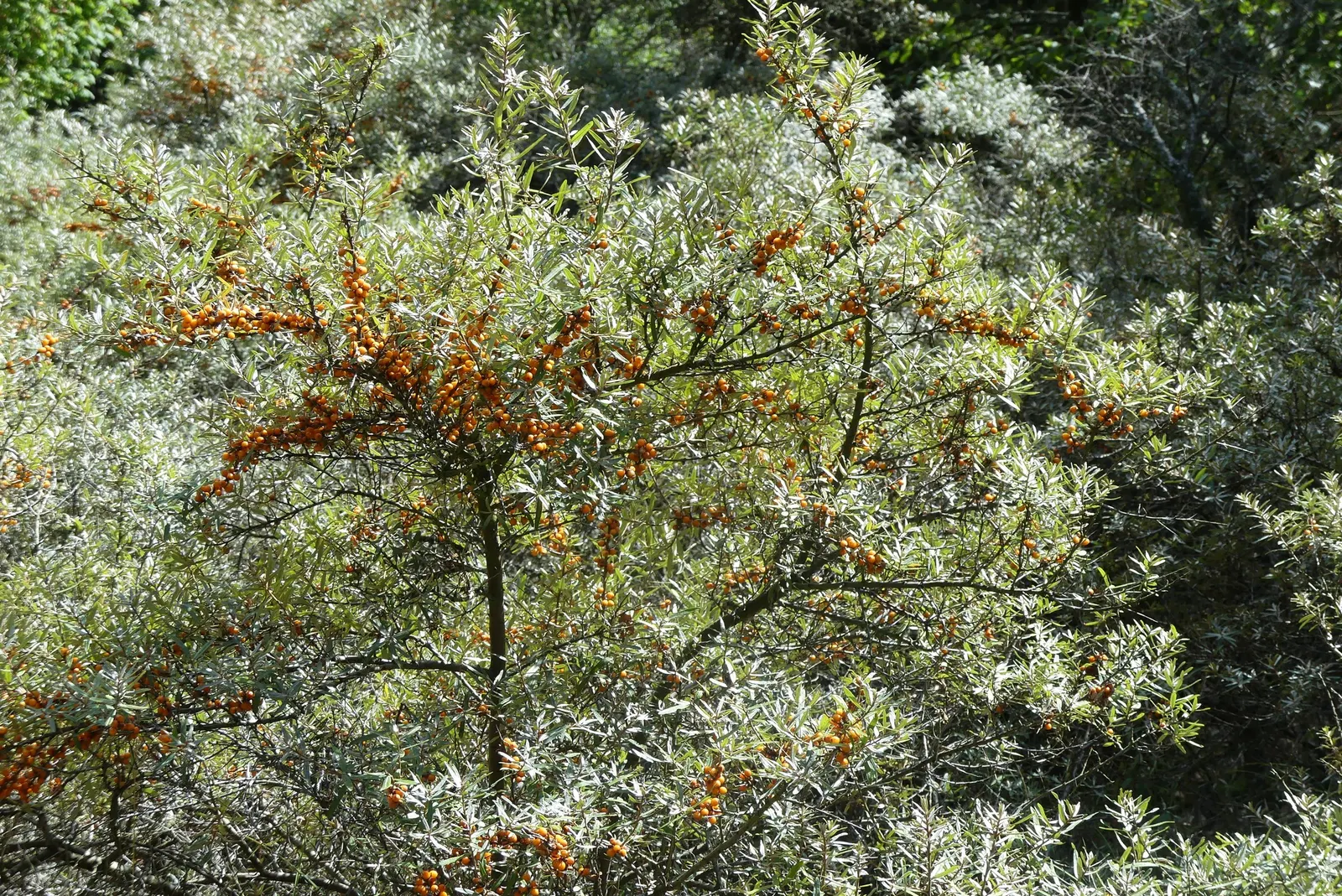 Sea Buckthorn (Hippophae Rhamnoides) — it thrives in full sun and well-drained soils; high-vitamin C berries that are widely praised for their, image 63