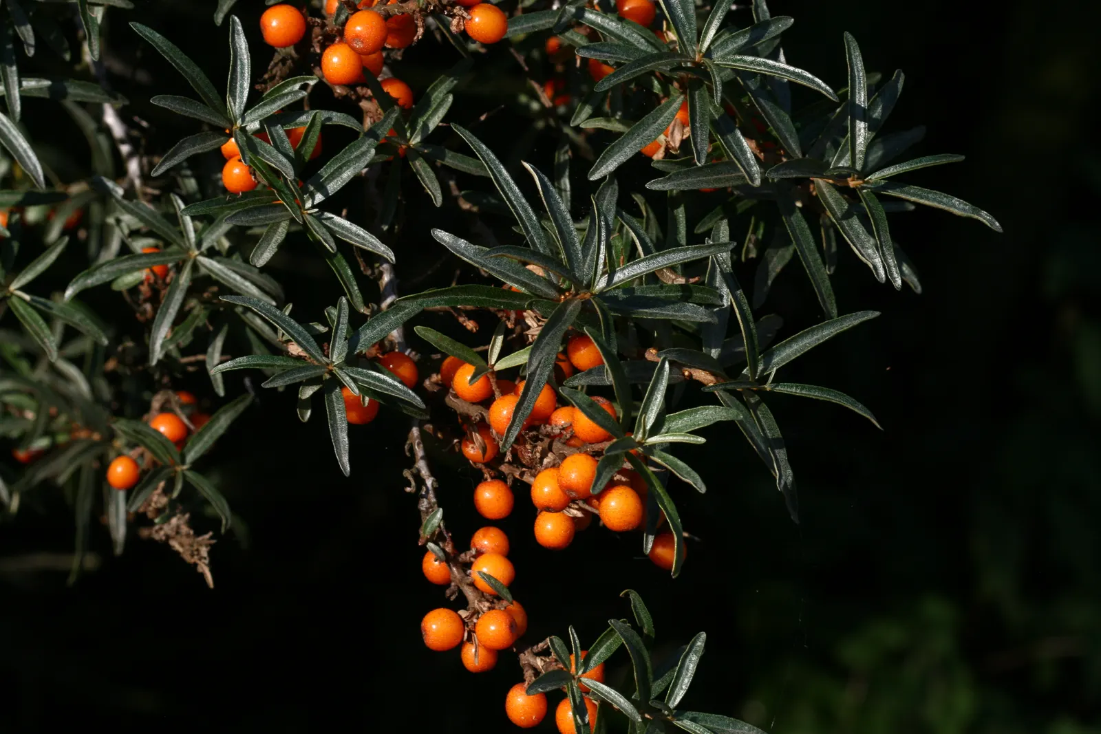 Sea Buckthorn (Hippophae Rhamnoides) — shrub with green and yellow blooms