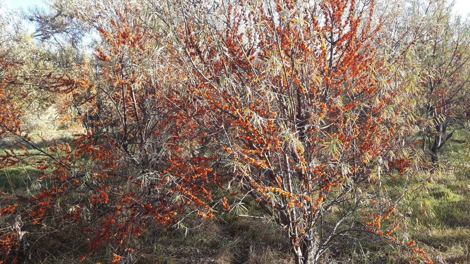 Sea Buckthorn (Hippophae Rhamnoides) — making it an excellent choice for environmental restorations or as an informal hedge; the Sea Buckthorn (Hippophae