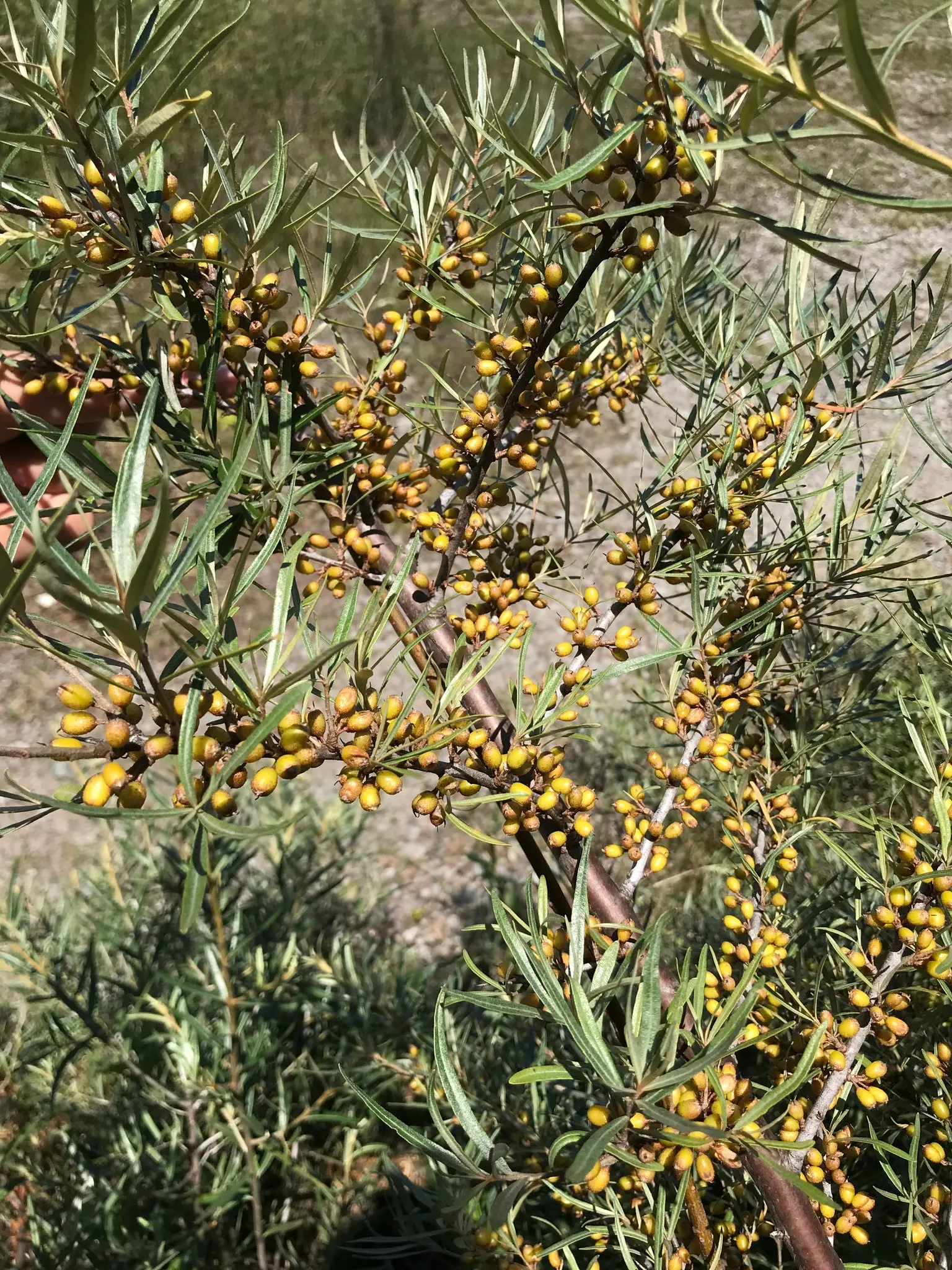 Sea Buckthorn (Hippophae Rhamnoides) — high-vitamin C berries that are widely praised for their health benefits