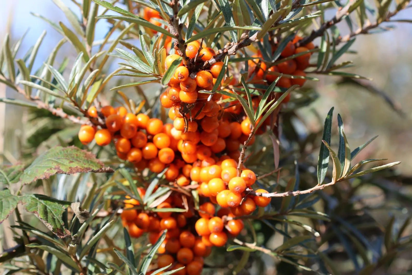 Sea Buckthorn (Hippophae Rhamnoides) — Both male and female plants are required for fruit production, which is rich in vitamins; renowned for its, image 65
