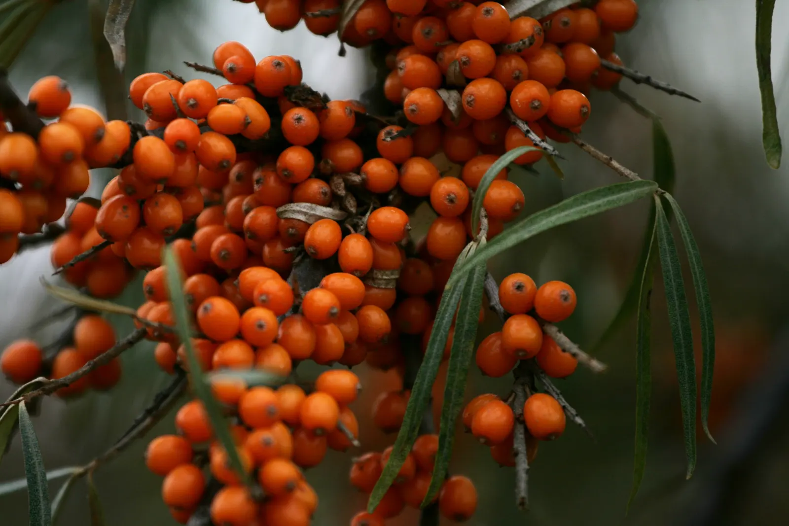 Sea Buckthorn (Hippophae Rhamnoides) — making it an excellent choice for environmental restorations or as an informal hedge