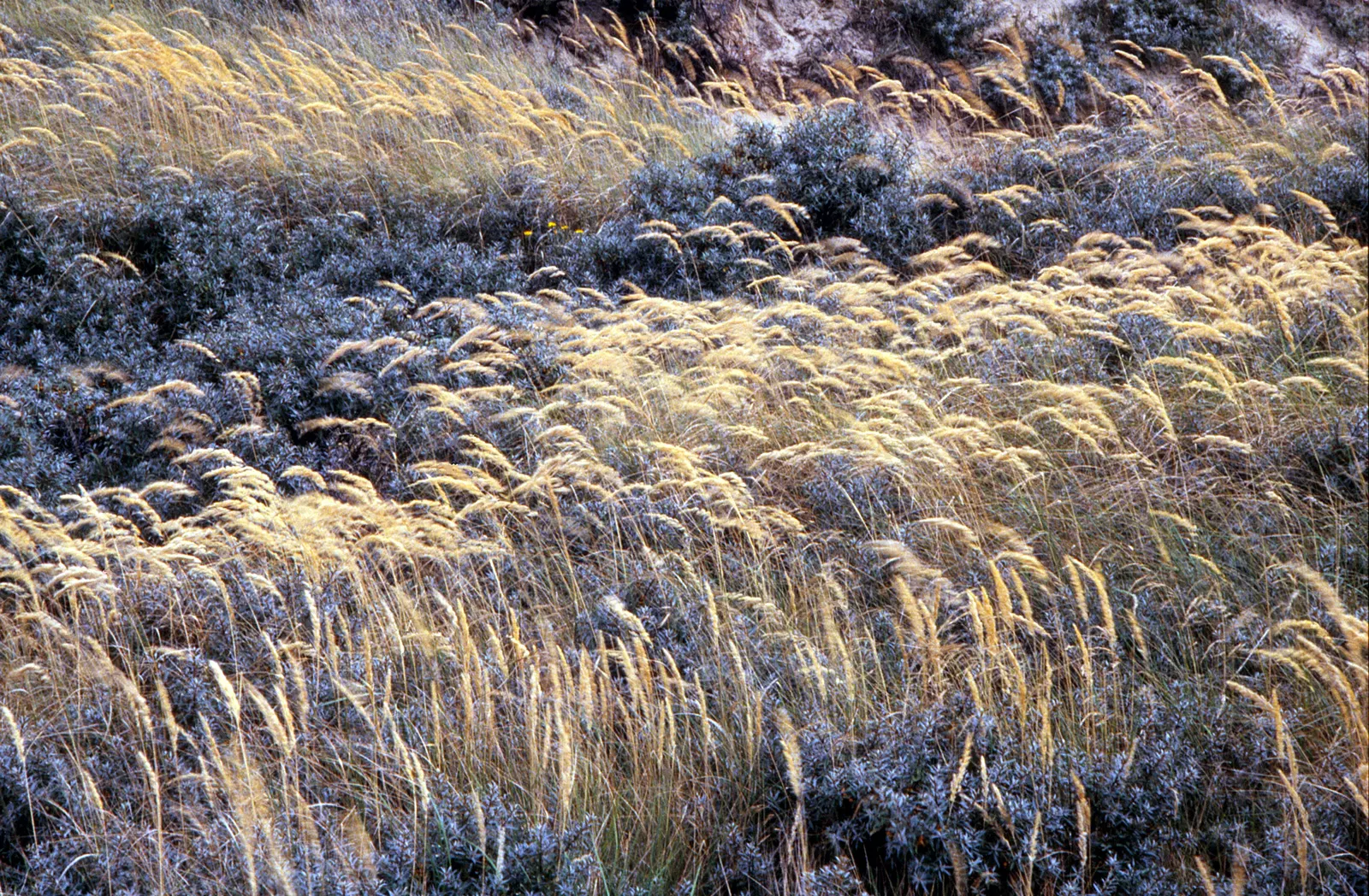 Sea Buckthorn (Hippophae Rhamnoides) — The Sea Buckthorn (Hippophae rhamnoides) is a hardy, deciduous shrub, growing 6-18 ft