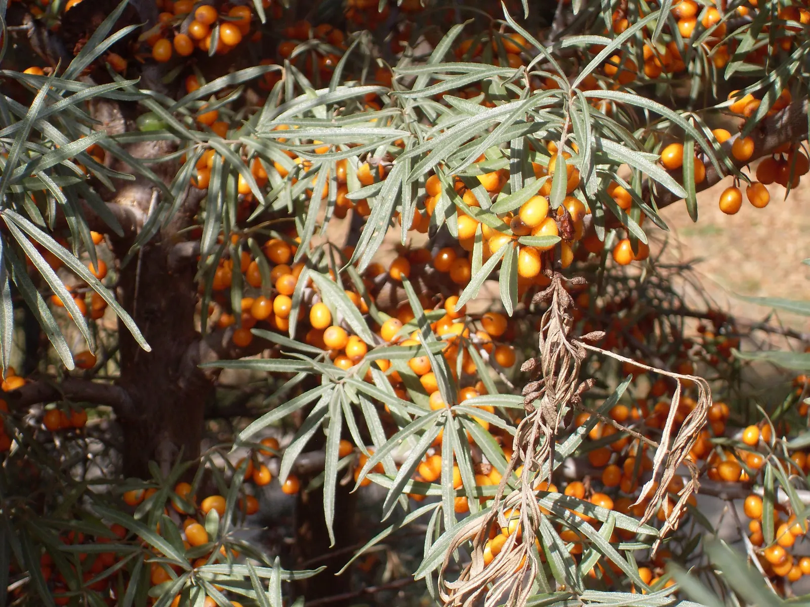 Sea Buckthorn (Hippophae Rhamnoides) — Both male and female plants are required for fruit production, which is rich in vitamins; renowned for its vibrant