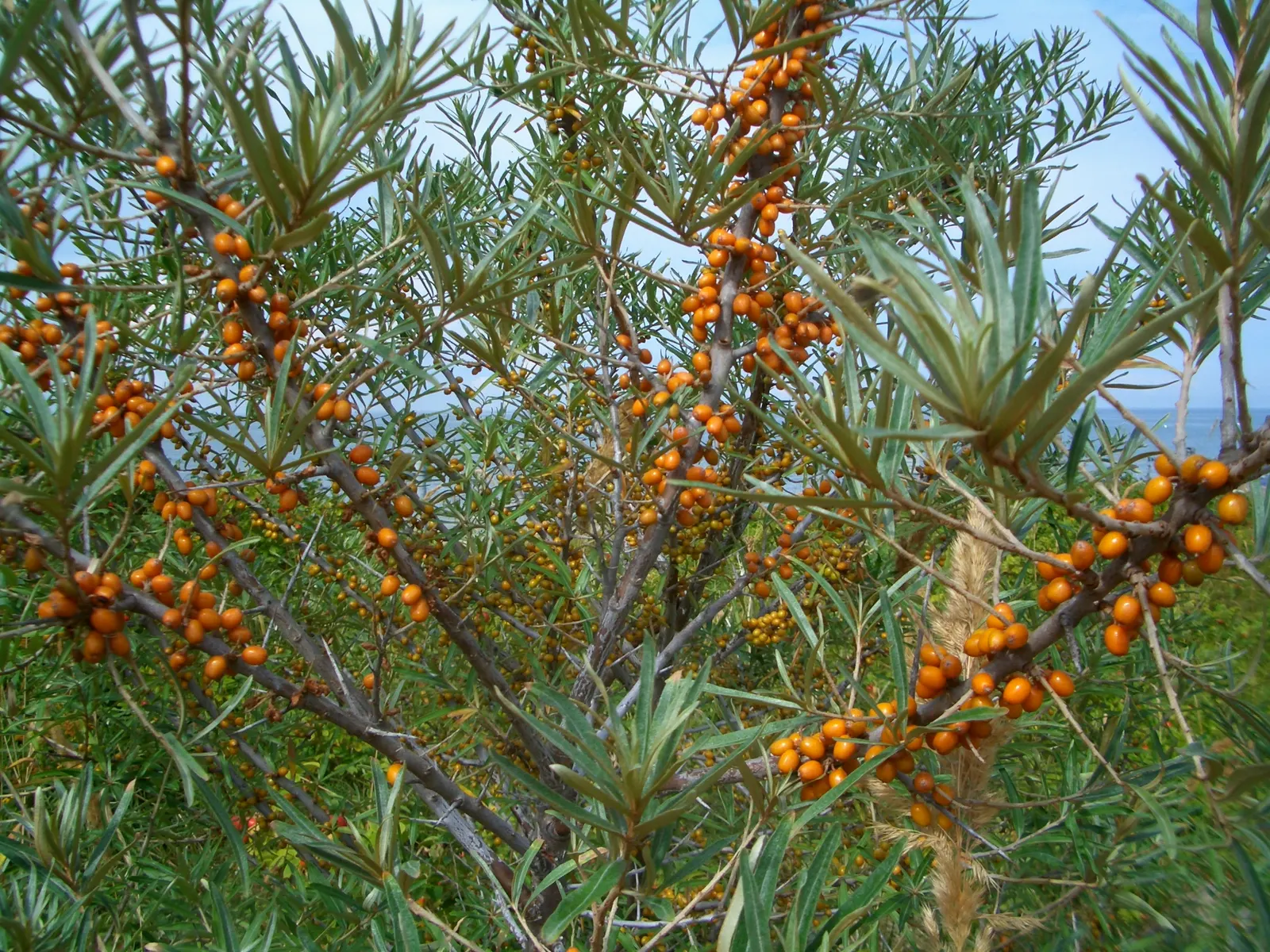 Sea Buckthorn (Hippophae Rhamnoides) — making it an ideal candidate for coastal settings; making it an excellent choice for environmental restorations or as an