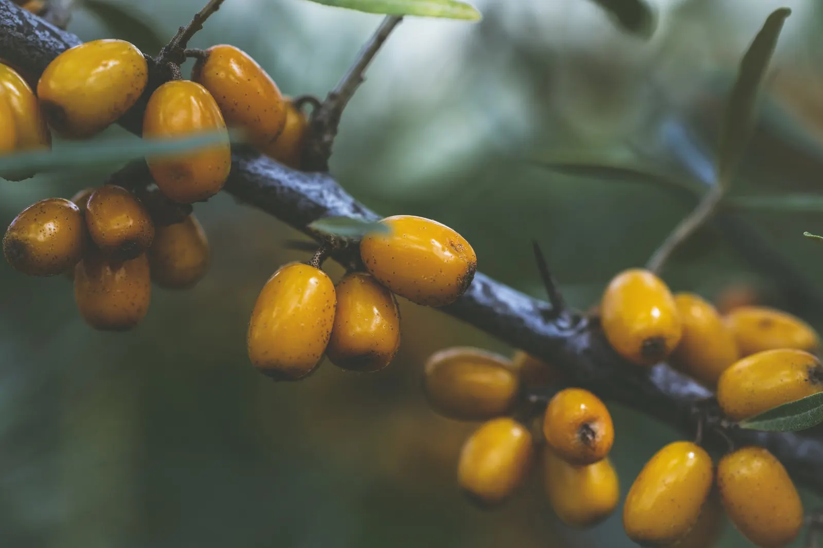 Sea Buckthorn (Hippophae Rhamnoides) — Its extensive root system aids in erosion control; making it an ideal candidate for coastal settings