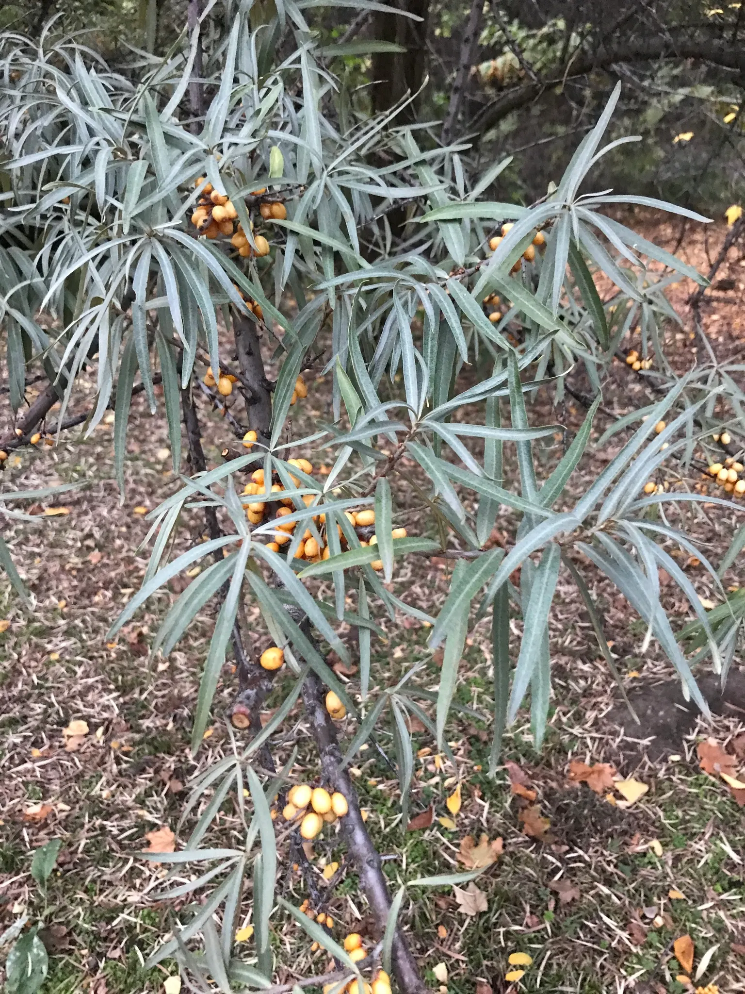 Sea Buckthorn (Hippophae Rhamnoides) — The berries must be harvested with care due to the thorns.<br><br>Capable of fixing nitrogen in the soil; female plants