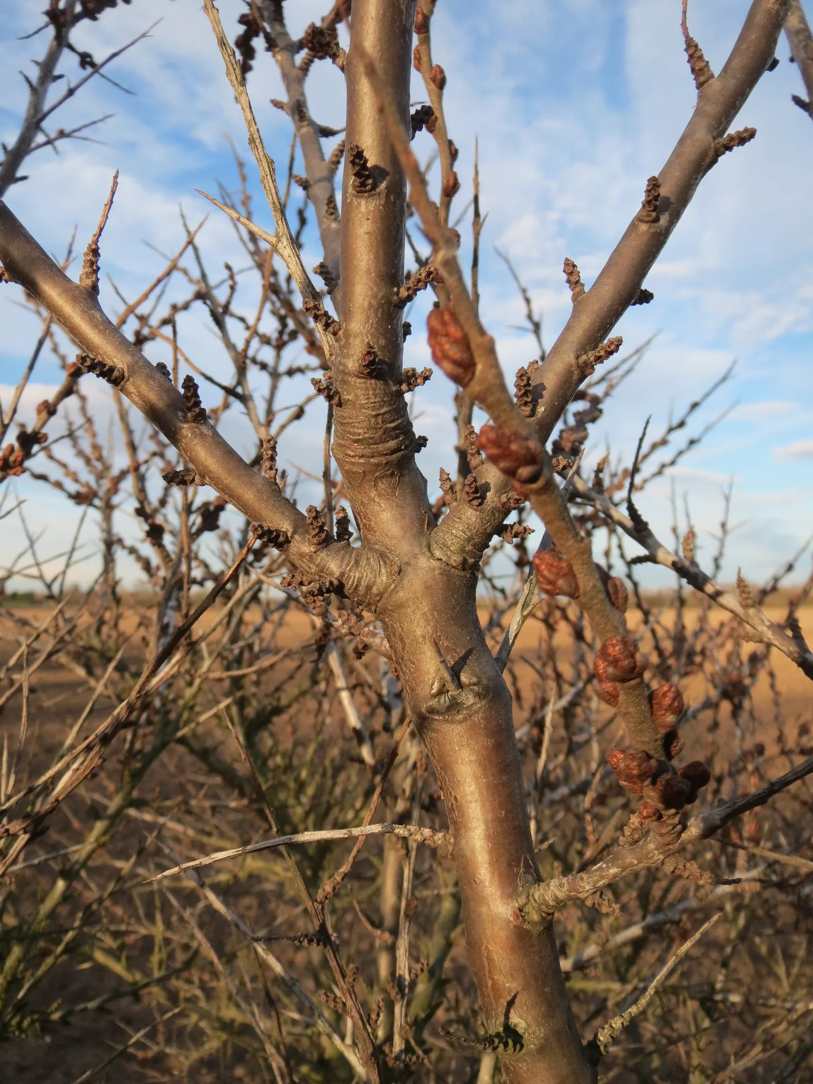 Sea Buckthorn (Hippophae Rhamnoides) — inconspicuous male and female flowers emerge on separate plants; spreading branches.<br><br>Featuring narrow