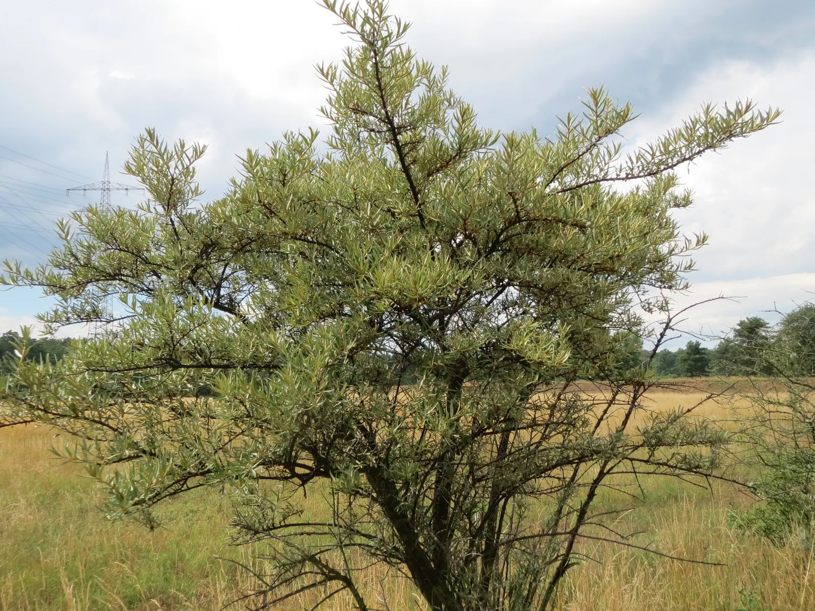 Sea Buckthorn (Hippophae Rhamnoides) — inconspicuous male and female flowers emerge on separate plants