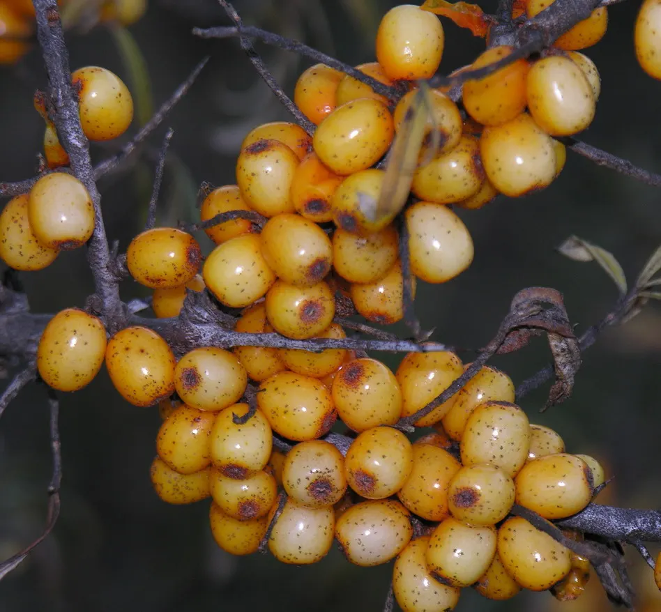 Sea Buckthorn (Hippophae Rhamnoides) — spreading branches.<br><br>Featuring narrow; this hardy shrub can improve the fertility of surrounding ground