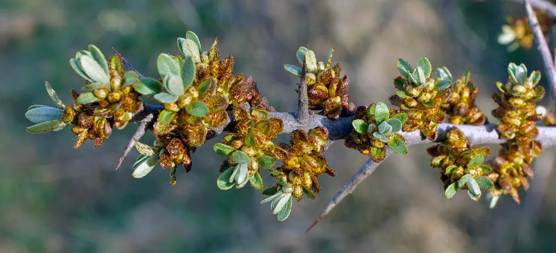 Sea Buckthorn (Hippophae Rhamnoides) — When integrating Sea Buckthorn into the landscape
