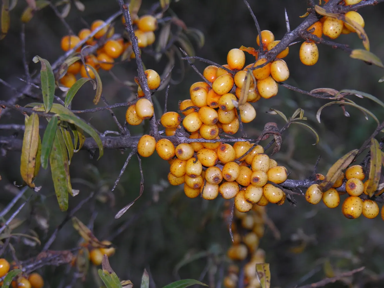 Sea Buckthorn (Hippophae Rhamnoides) — this hardy shrub can improve the fertility of surrounding ground; consider its ability to withstand sea spray and wind
