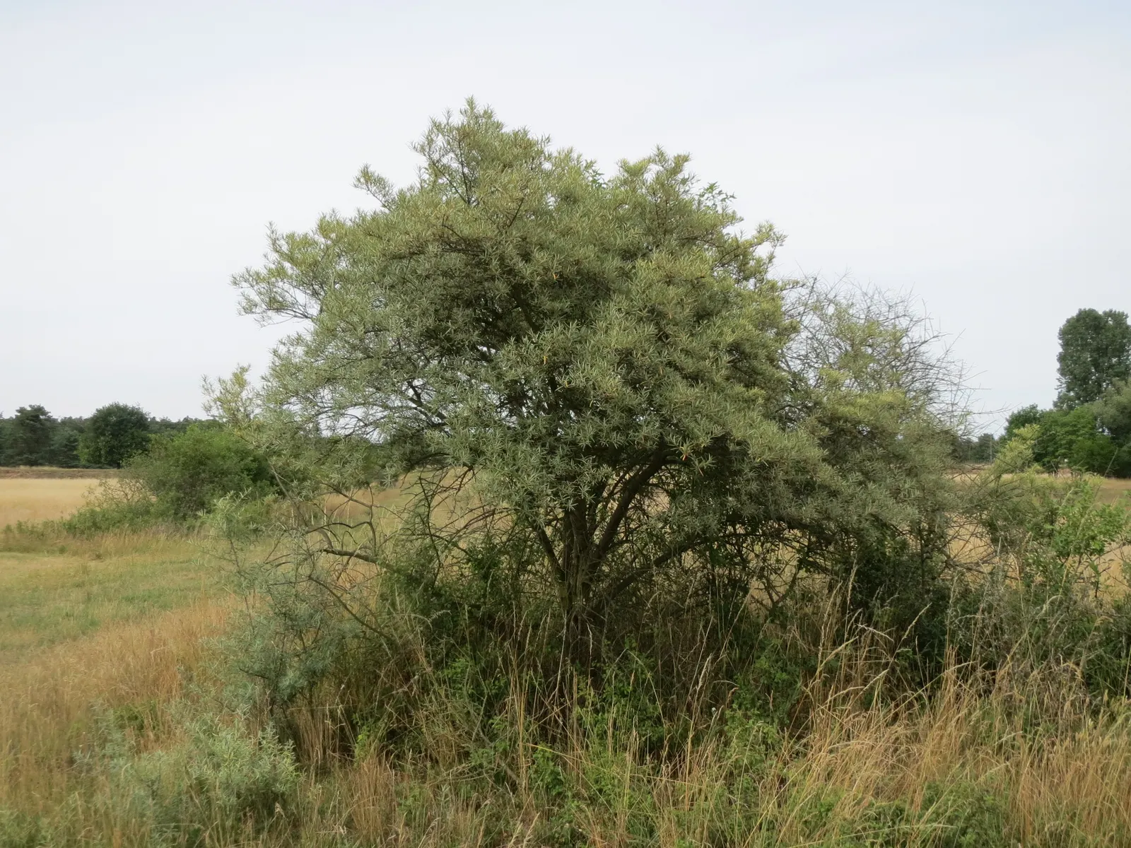 Sea Buckthorn (Hippophae Rhamnoides) — Both male and female plants are required for fruit production, which is rich in vitamins