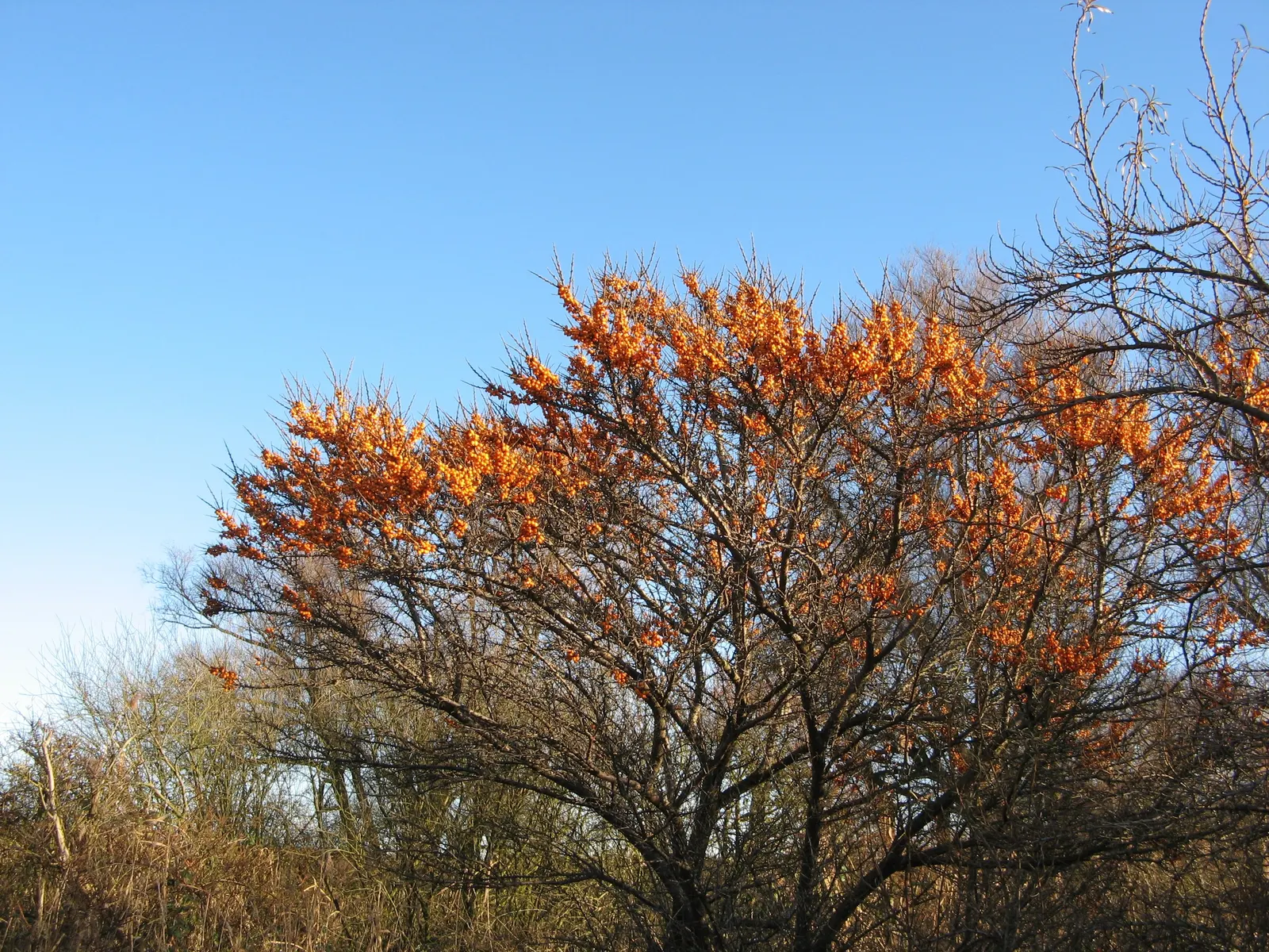 Sea Buckthorn (Hippophae Rhamnoides) — The Sea Buckthorn (Hippophae rhamnoides) is a hardy, deciduous shrub, growing 6-18 ft; its extensive root, image 61