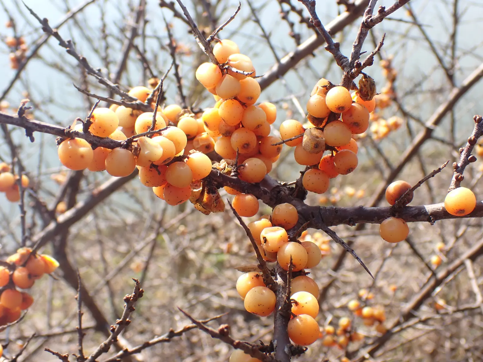 Sea Buckthorn (Hippophae Rhamnoides) — Ideal for windbreaks or ornamental use in coastal and dry landscapes