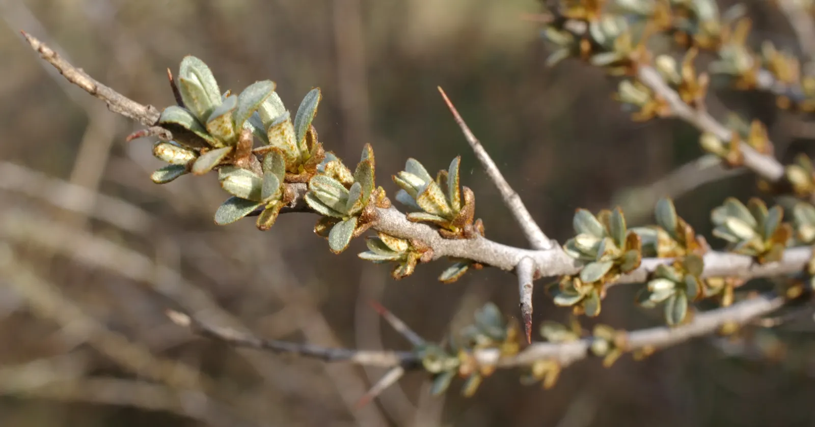 Sea Buckthorn (Hippophae Rhamnoides) — Renowned for its vibrant orange berries and silvery-green foliage; it is imperative to provide ample space for its thorny