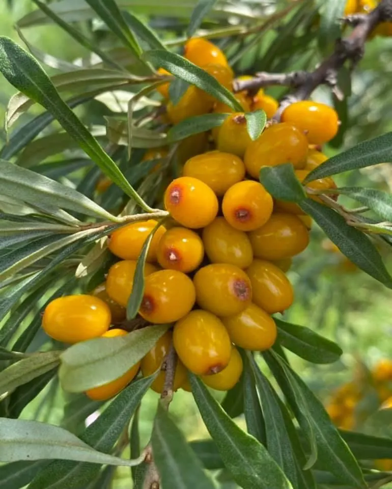 Sea Buckthorn (Hippophae Rhamnoides) — making it an ideal candidate for coastal settings